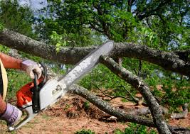 Best Lawn Pest Prevention  in Elverta, CA