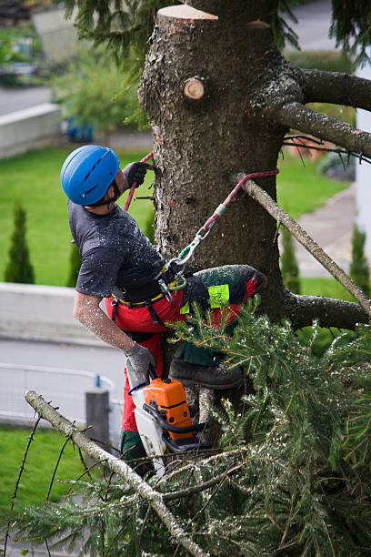 Best Tree Maintenance Programs  in Elverta, CA